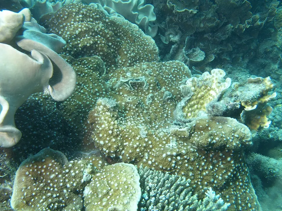 Coral Encaje