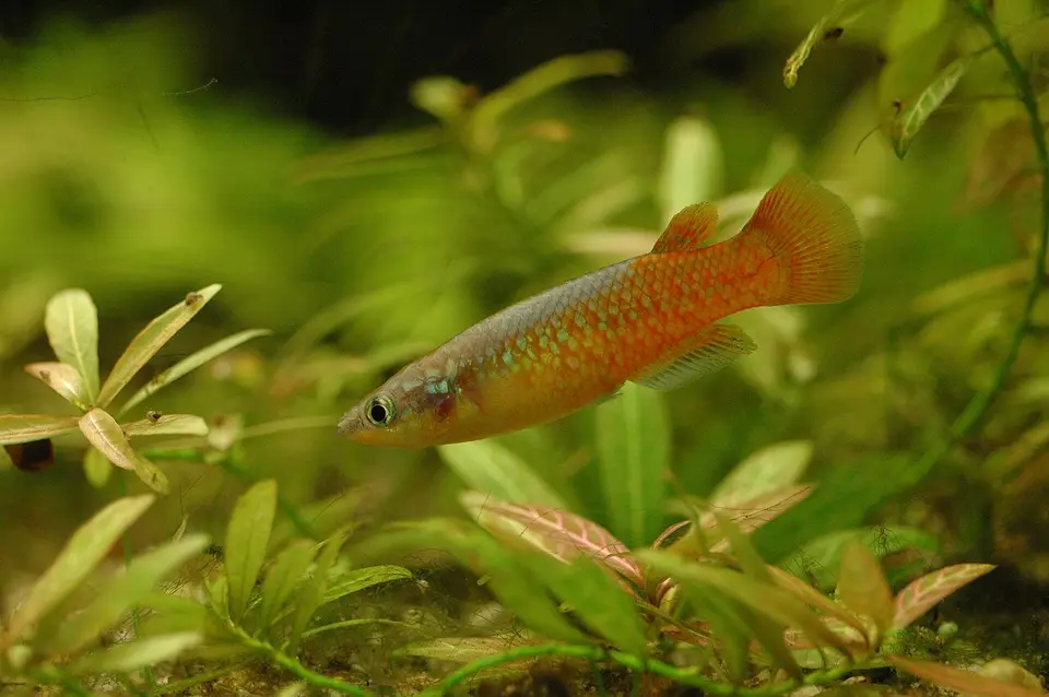 Madagascar killifish