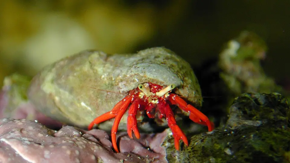 Ermitaño Escarlata