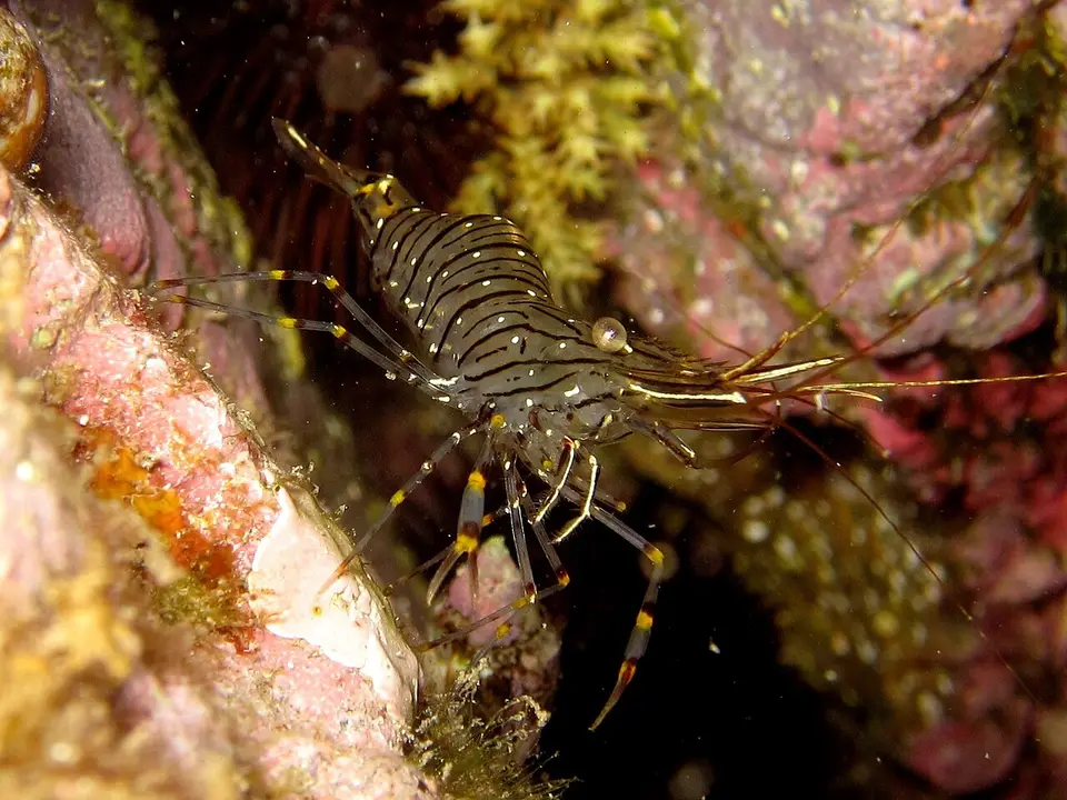 Gamba de Roca Mediterránea