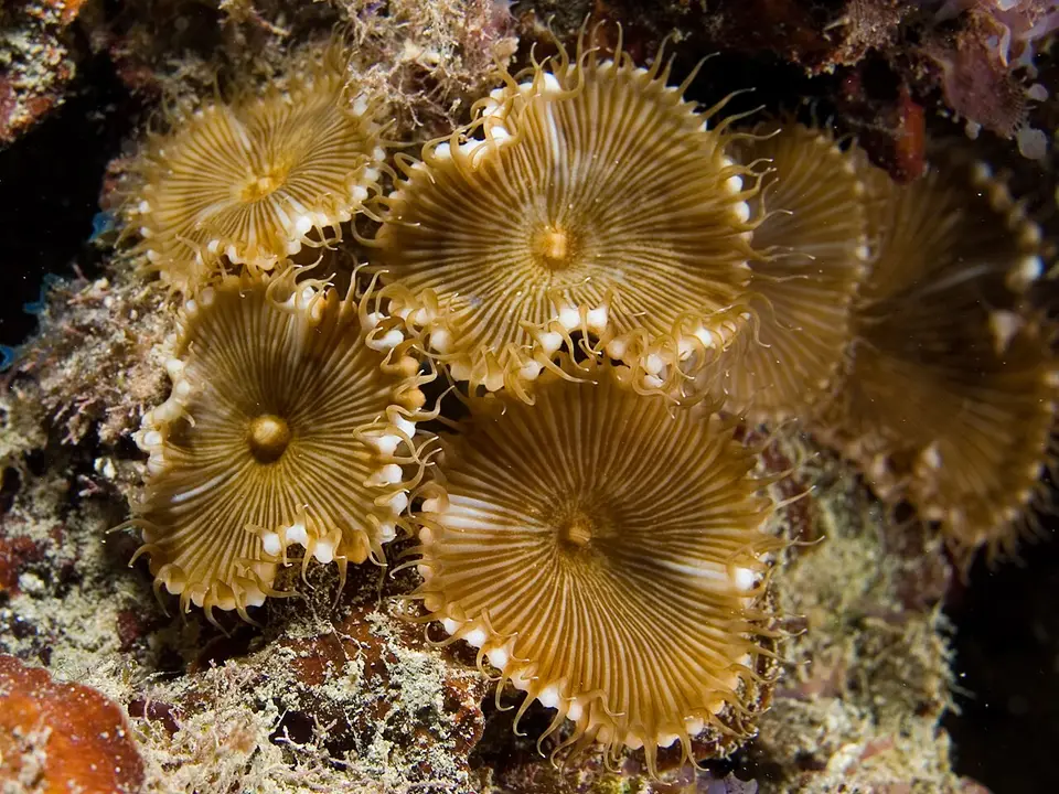 Palythoa Grandis