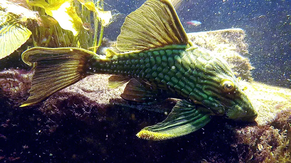 Pleco Real de Rayas