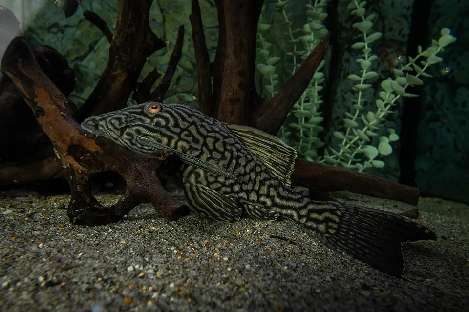 Pleco Real