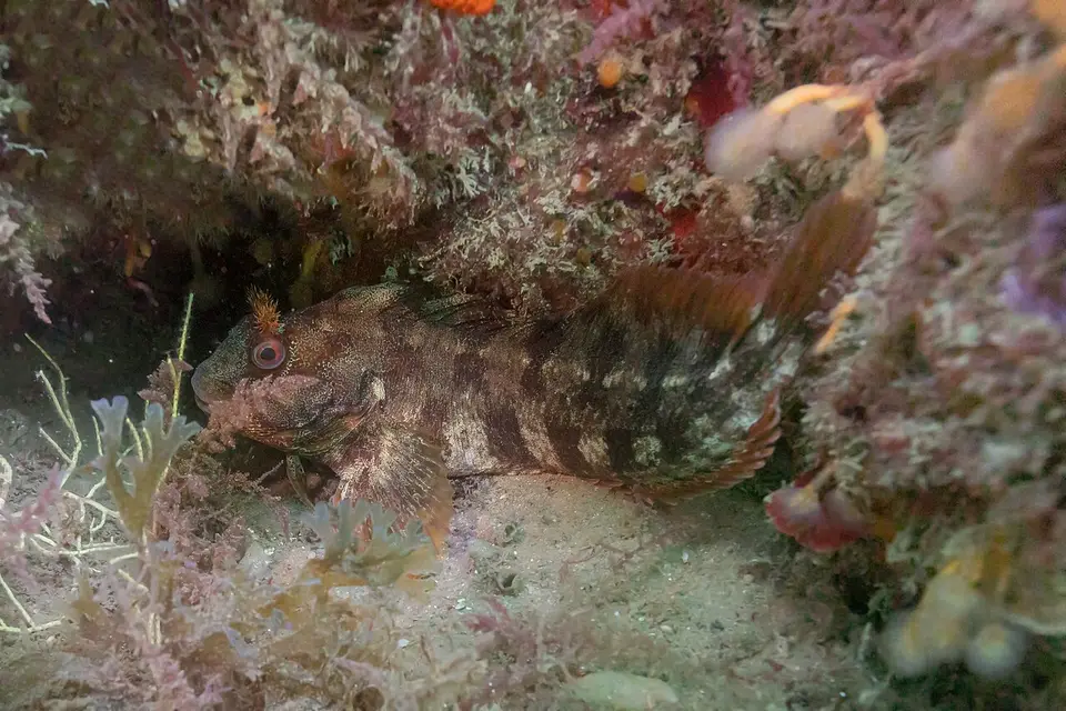 Tompot Blenny