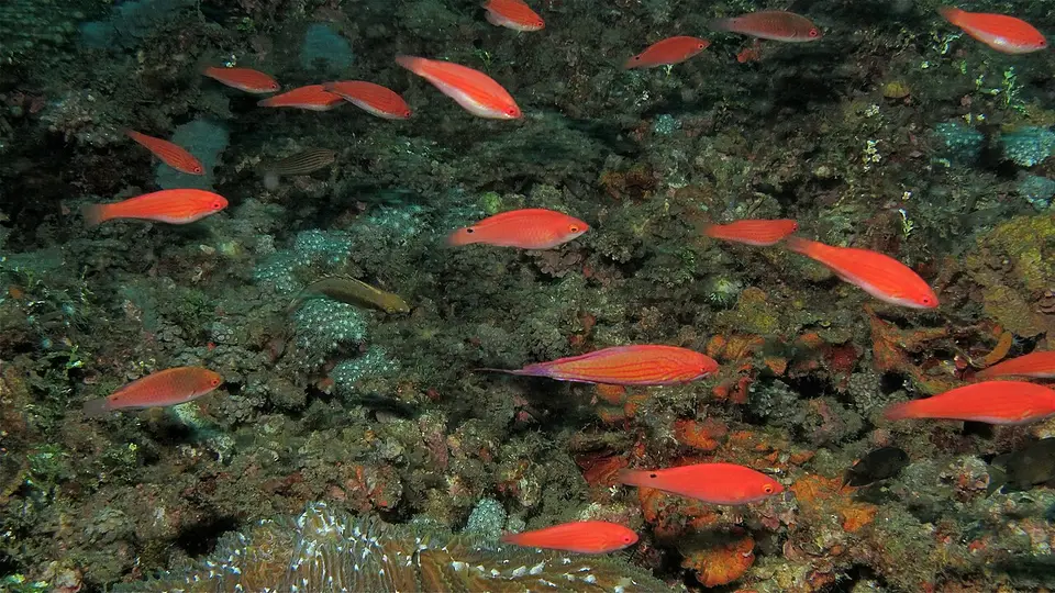 Filamentous Flash Wrasse