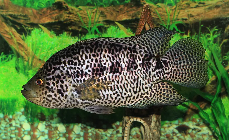 Cichlidé jaguar