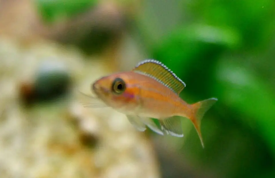 Paracyprichromis Nigripinnis