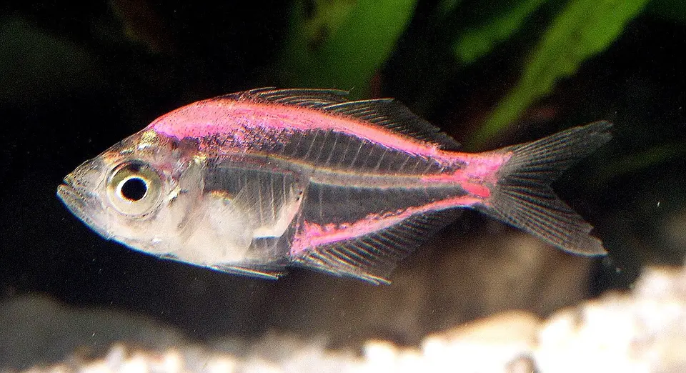 Pez de Cristal Indio