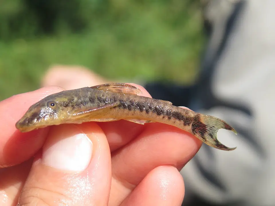 Red-tailed Otocinclus