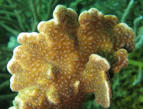 Coral Hoja de Lechuga