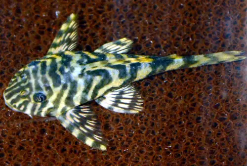 Pleco Leopardo Rana