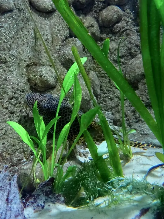 Pleco Sabaji