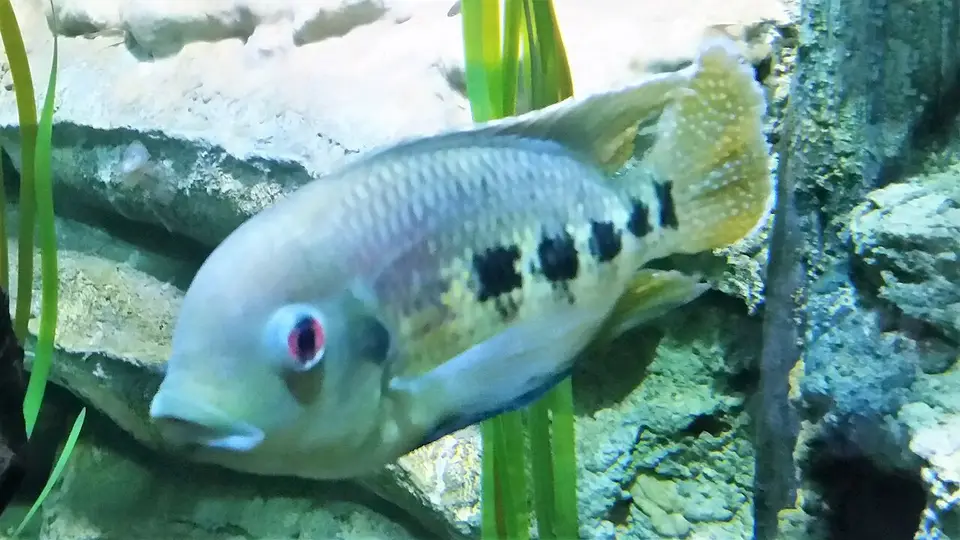 Tilapia Mariae