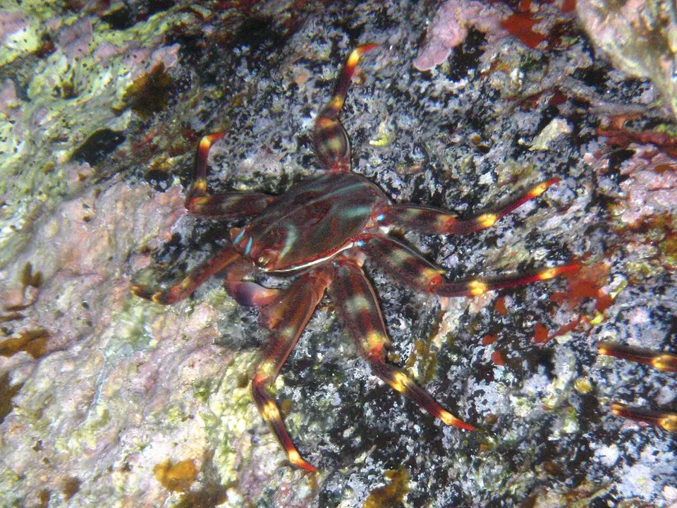 Cangrejo Araña Plano