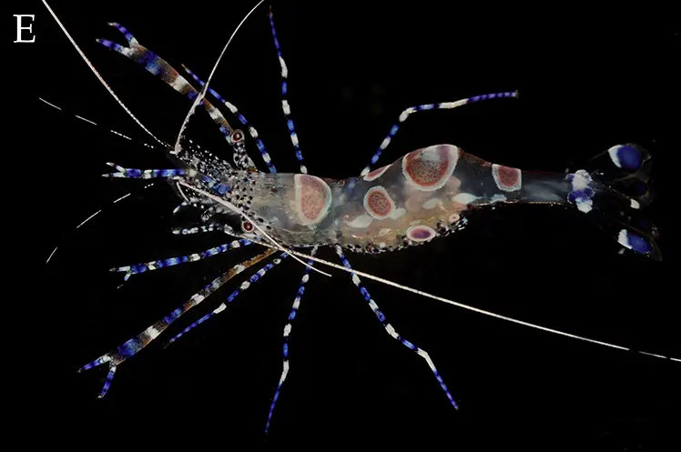 Caribbean anemone shrimp