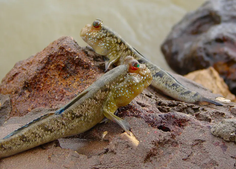 Saltarín del Fango