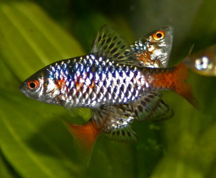 Barbo Odessa