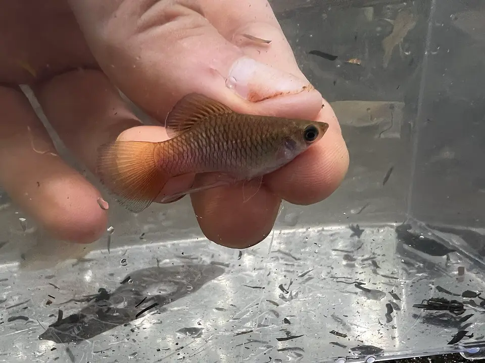 Phallichthys