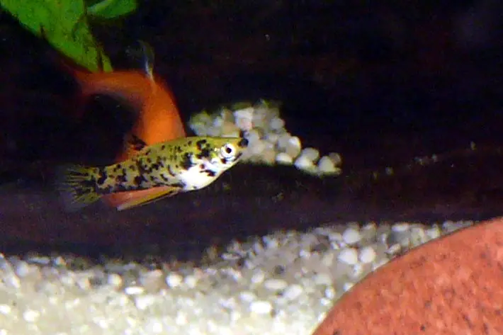 Phalloceros