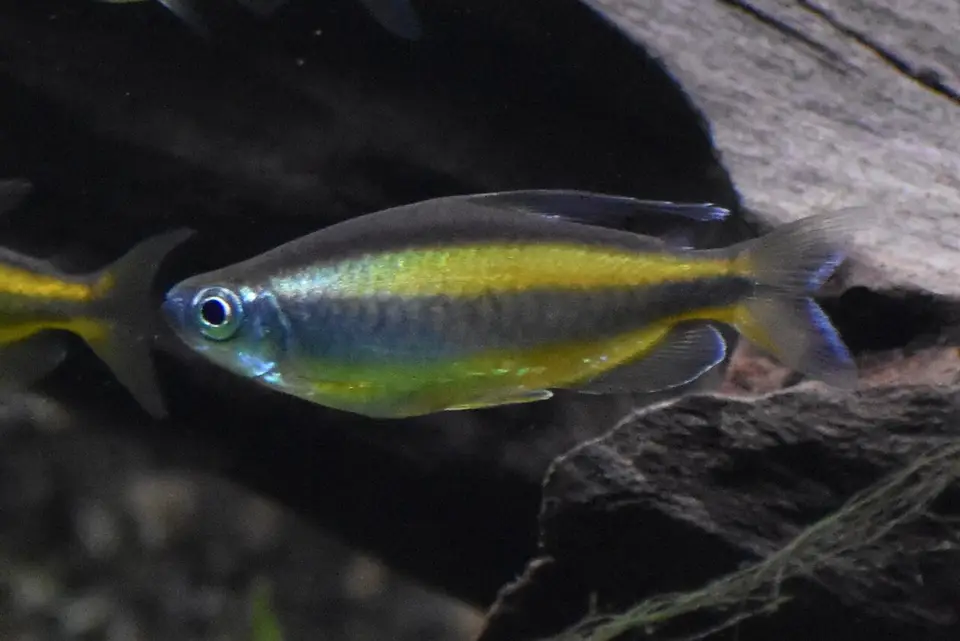 Tetra Naranja del Congo