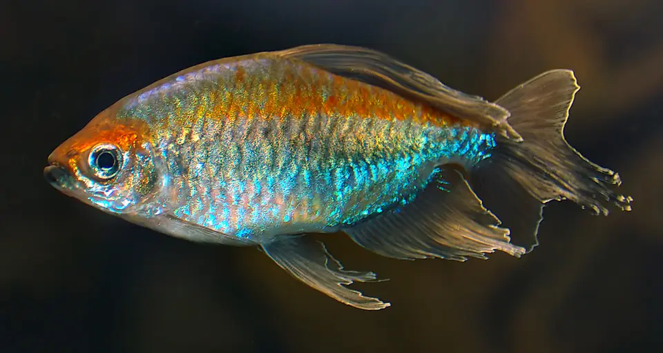 Tetra del Congo
