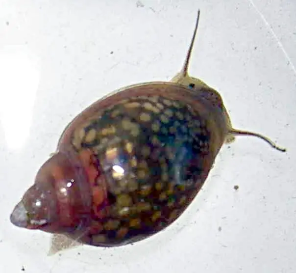 Caracol Physa