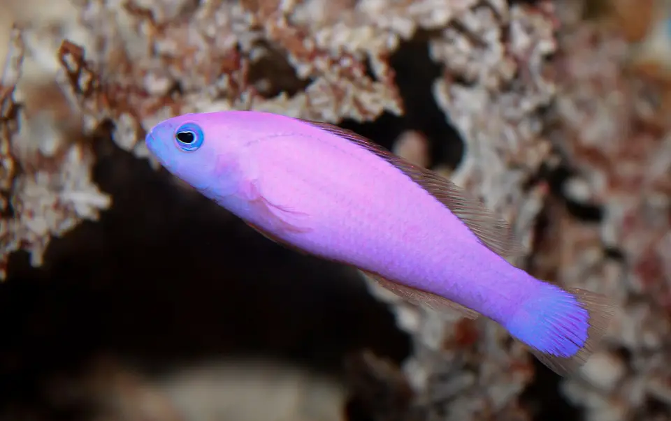 Pseudocromis Magenta