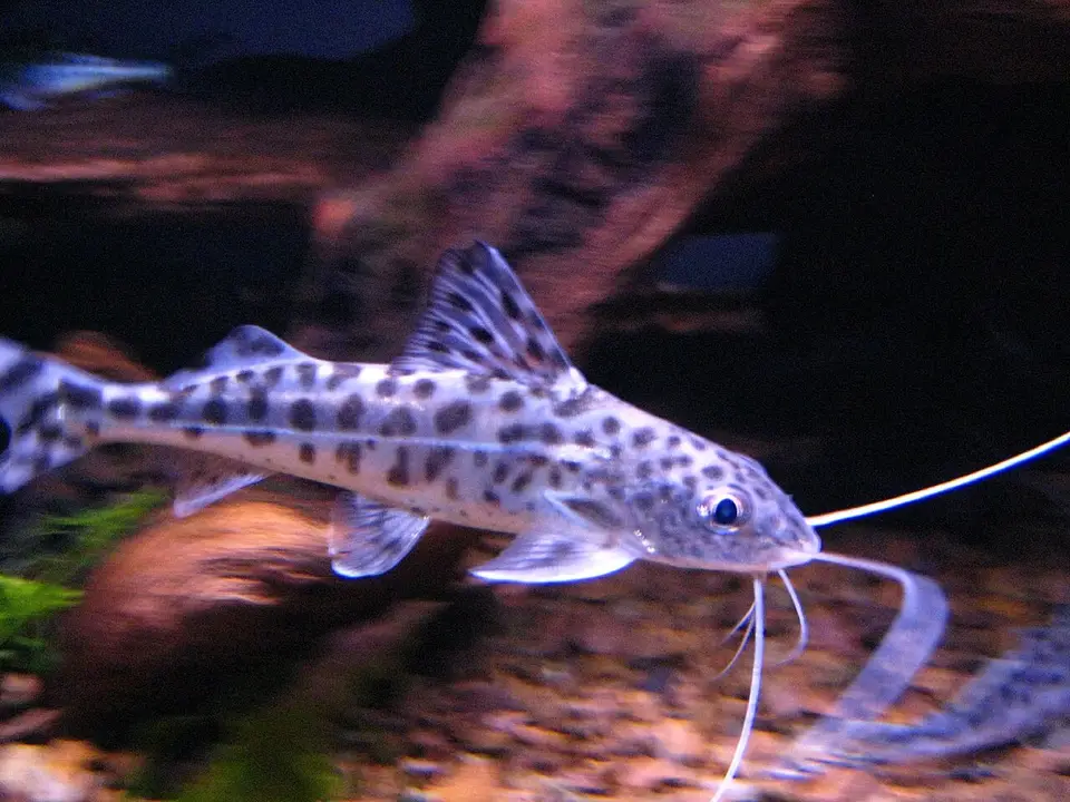 Pimelodus Ángel