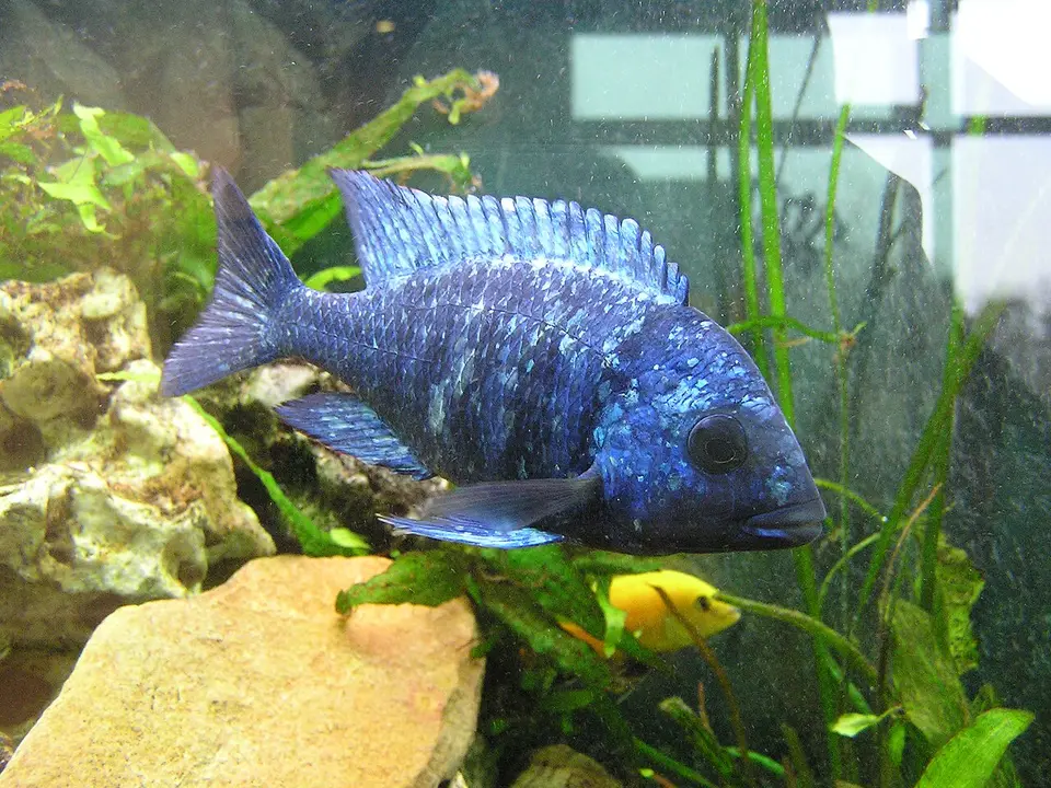 Placidochromis Phenochilus