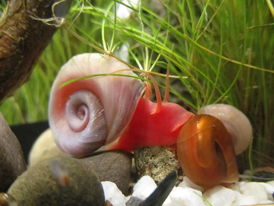 Caracol Planorbis Rojo
