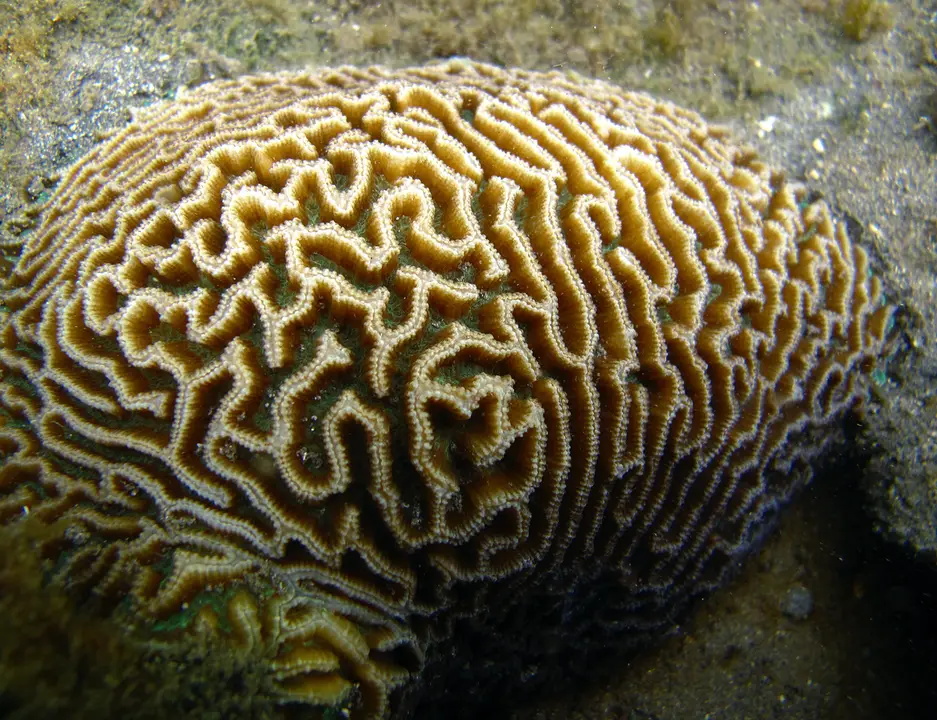 Coral Cerebro Abierto
