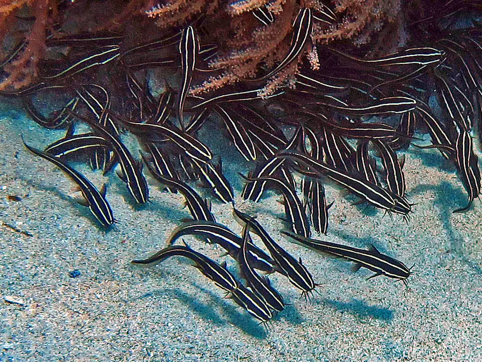 Striped Eel Catfish