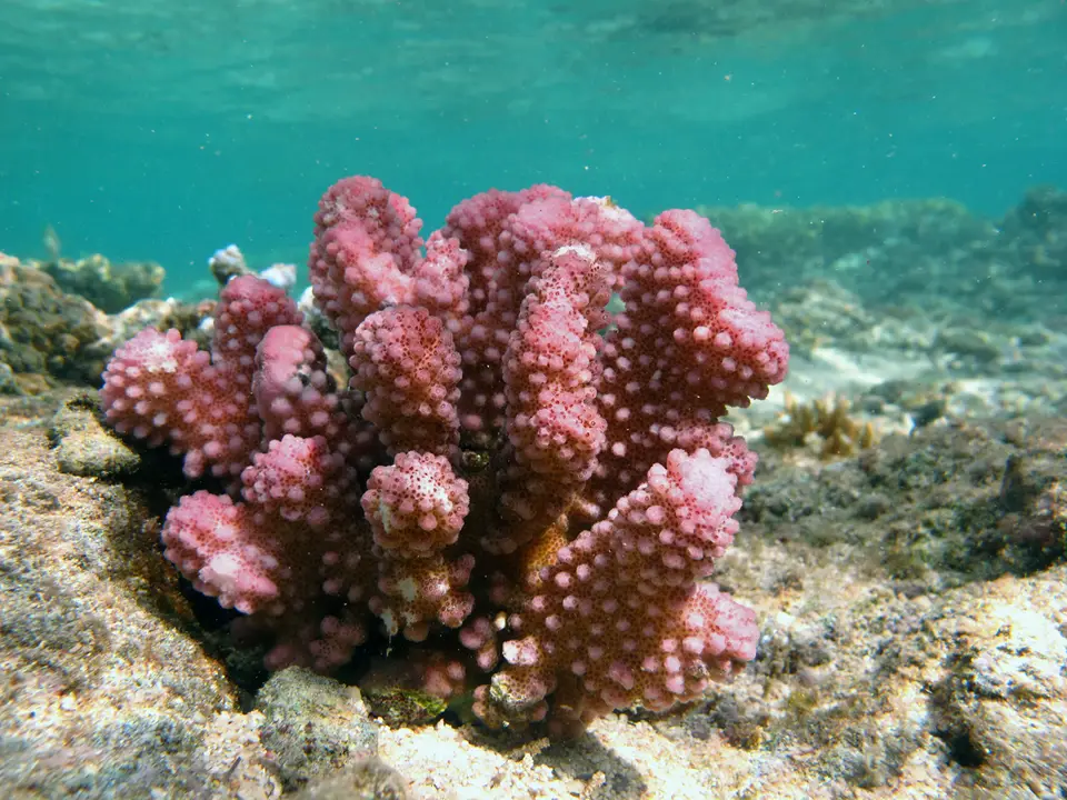 Pocillopora Verrucosa