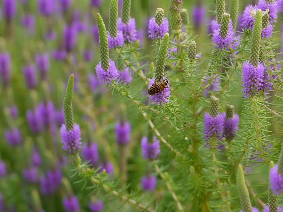 Pogostemon Deccanensis