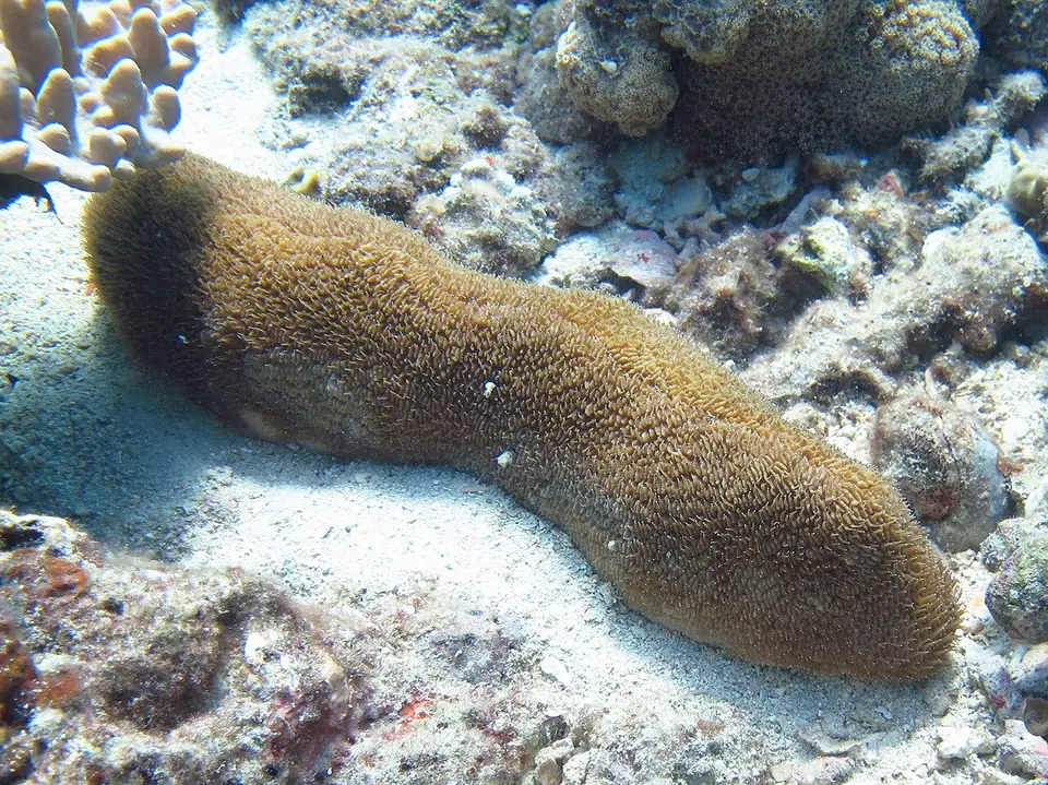 Coral Topo