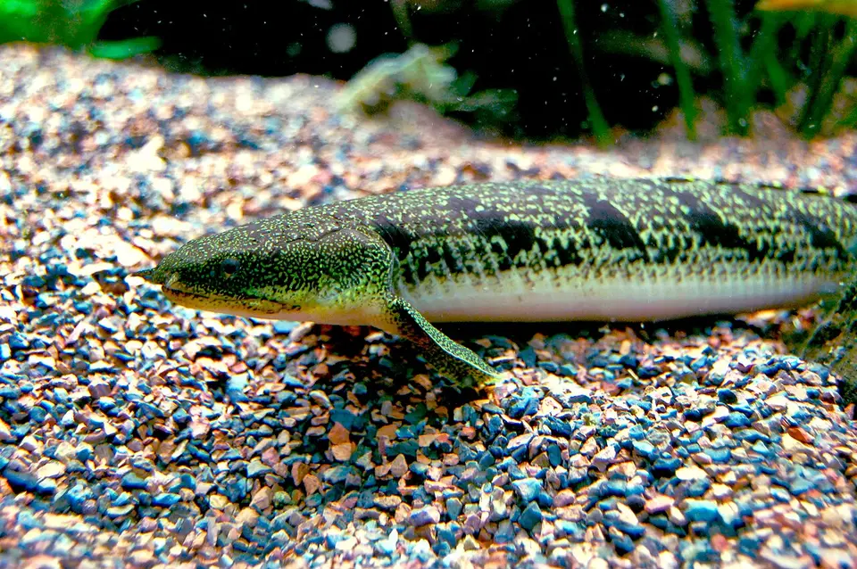 Bichir de Delhez