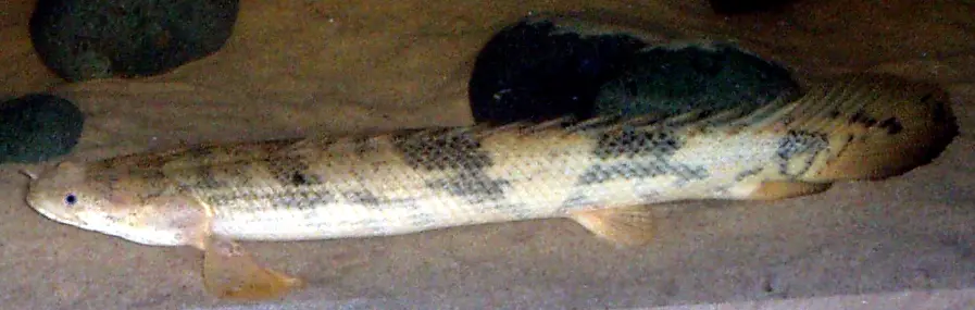 Bichir de Endlicher