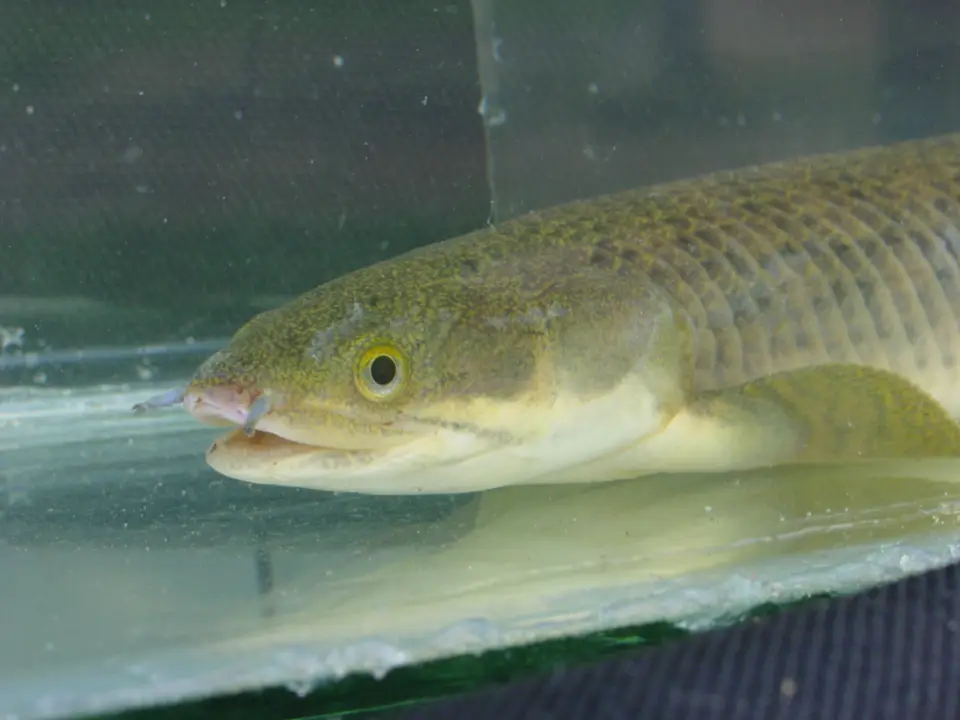 Bichir de Palmas