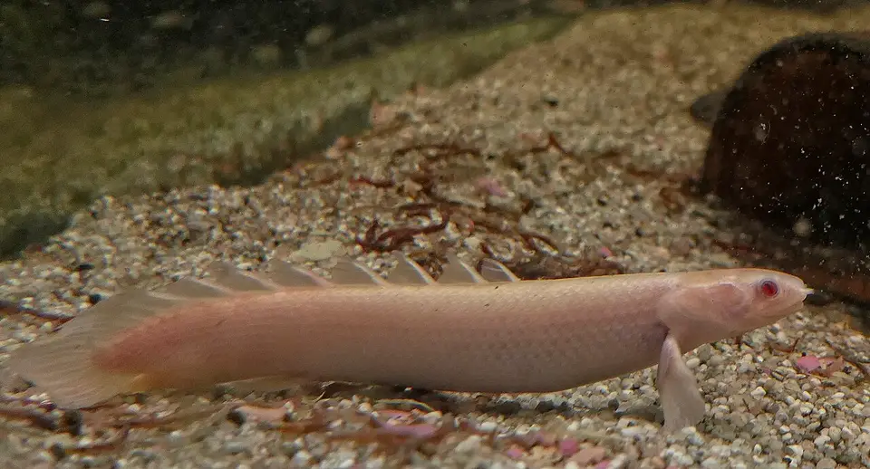 Bichir de Senegal