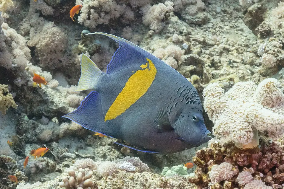 Halfmoon Angelfish