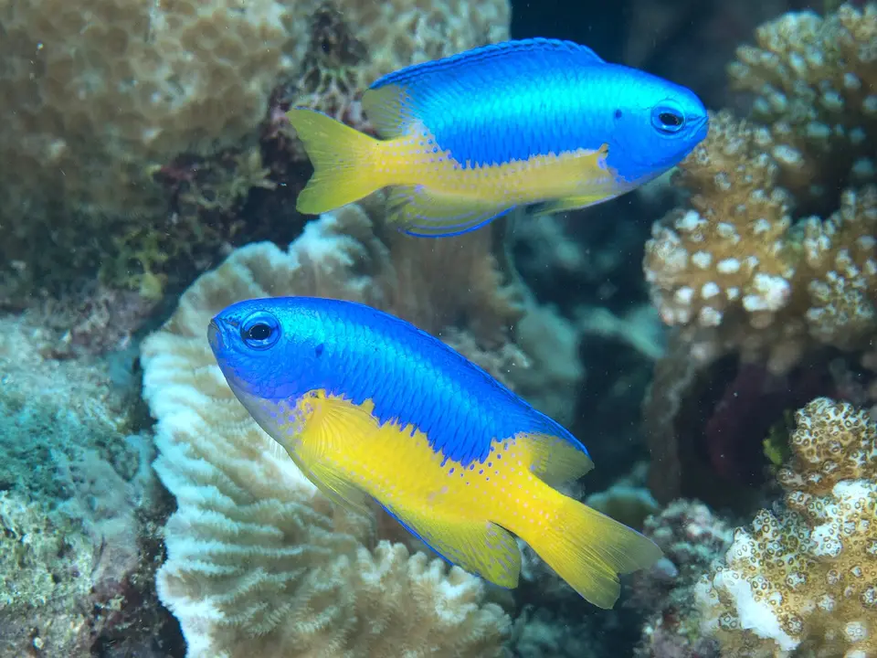 Yellow-bellied damselfish