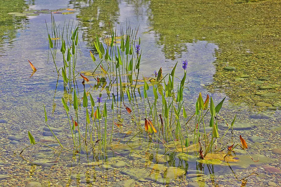 Pontederia