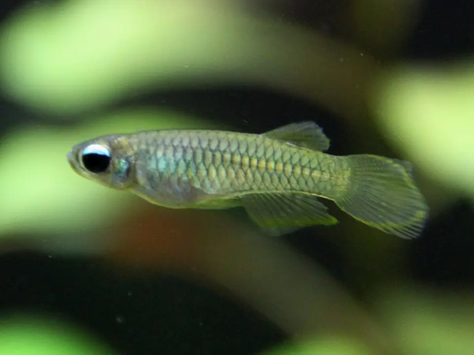 Lampooczek Normana
