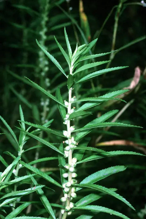 Proserpinaca