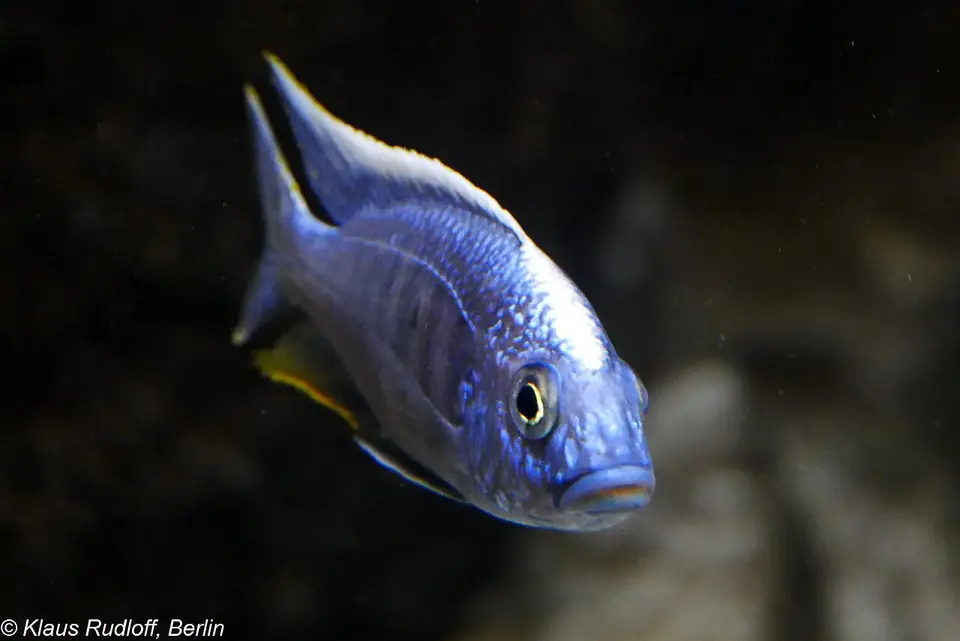 Protomelas Fenestratus