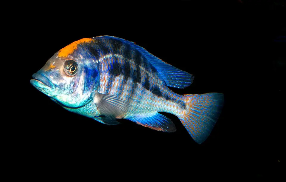 Protomelas Spilonotus