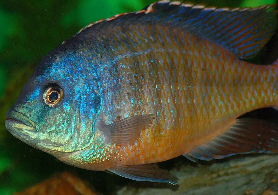 Protomelas Taeniolatus