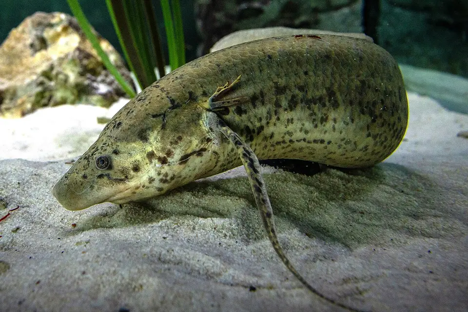 African Lungfish