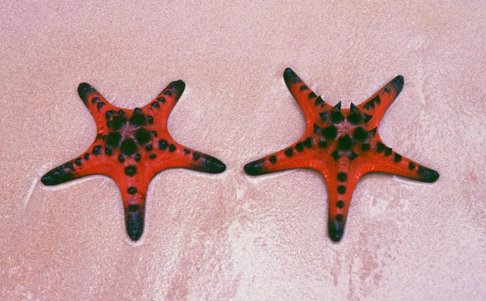 Estrella Chocolate