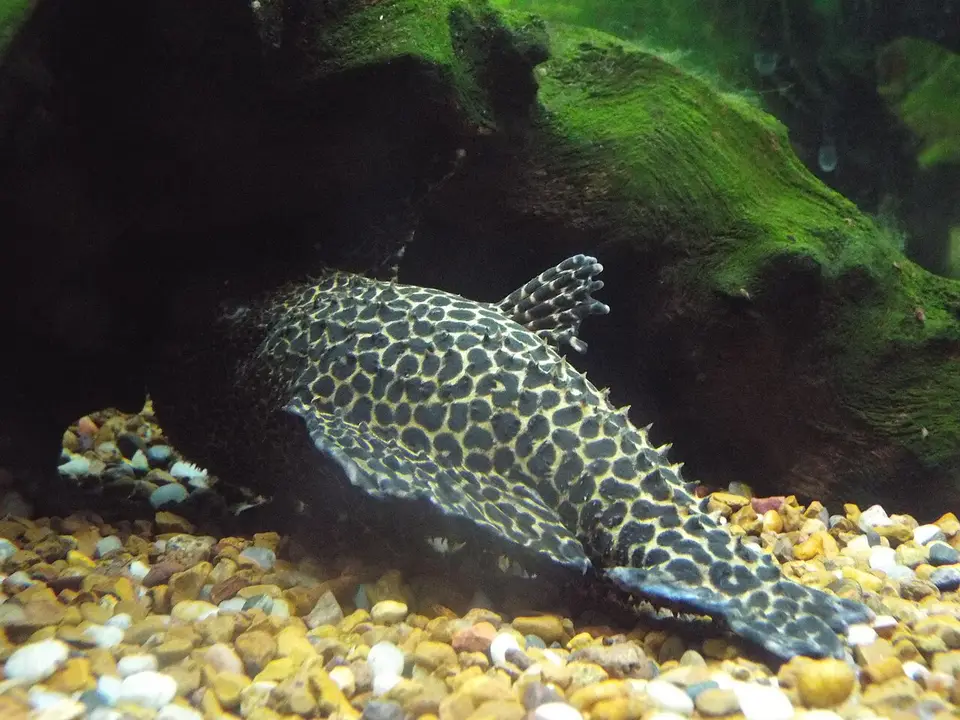 Pleco Leopardo Cactus